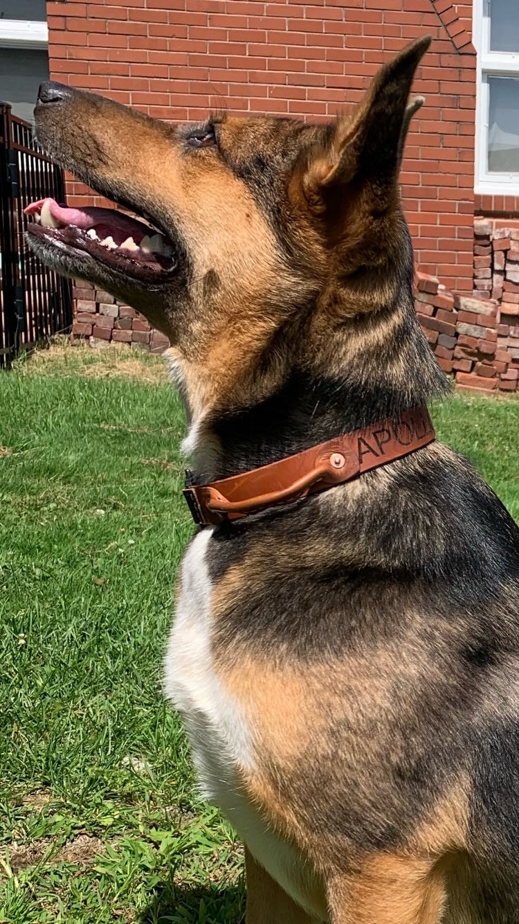 BFL Dog Collar