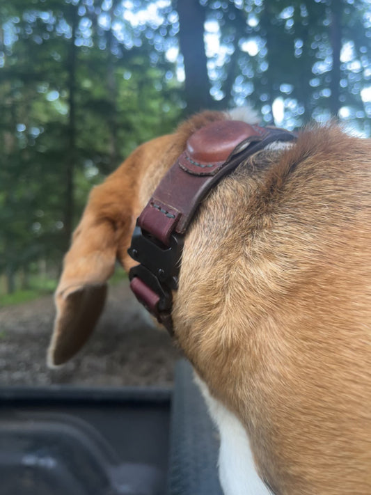 BFL Dog Collar